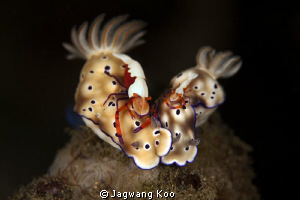 Nudibranches with Imperial Shrimps by Jagwang Koo 